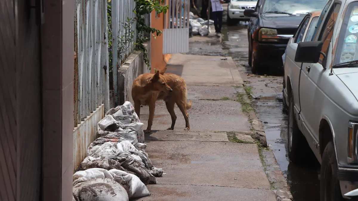 PERROS 1