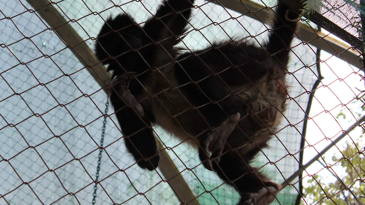 ANIMALES (1)