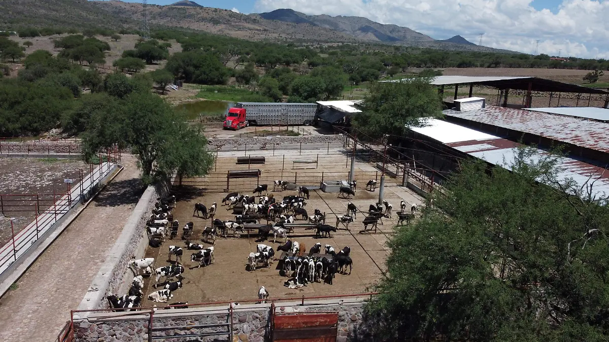 VACA (4)