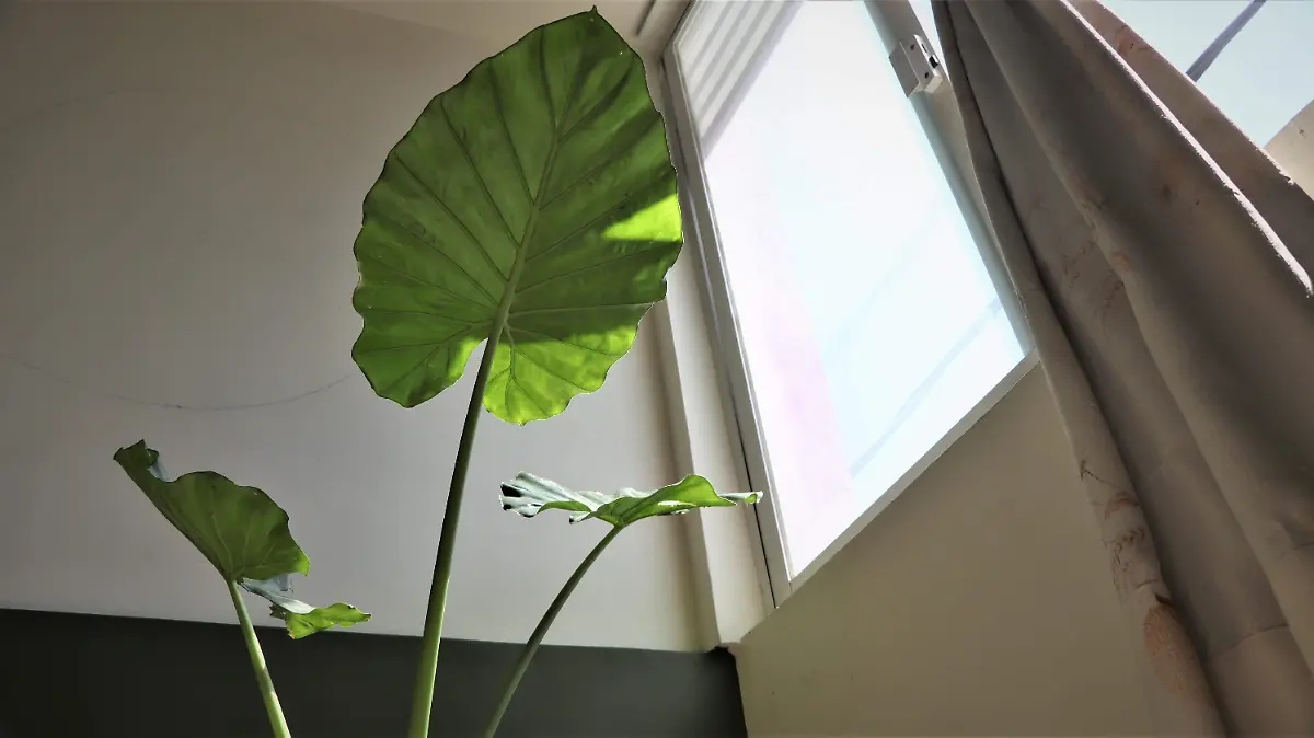 PLANTAS ESTRÉS (2)