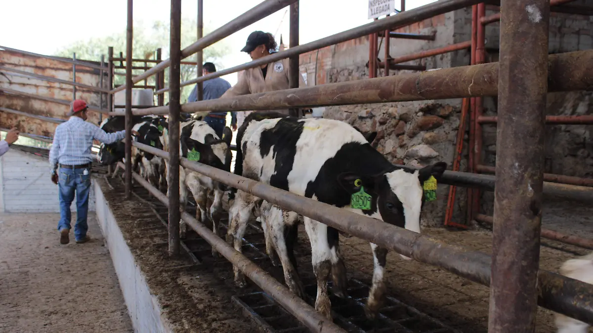 LECHE (1)