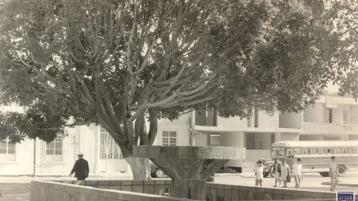 ARBOL 3