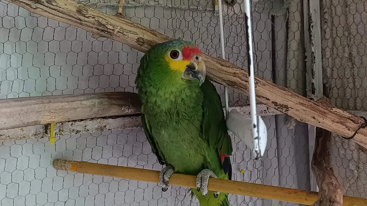 ANIMALES 3