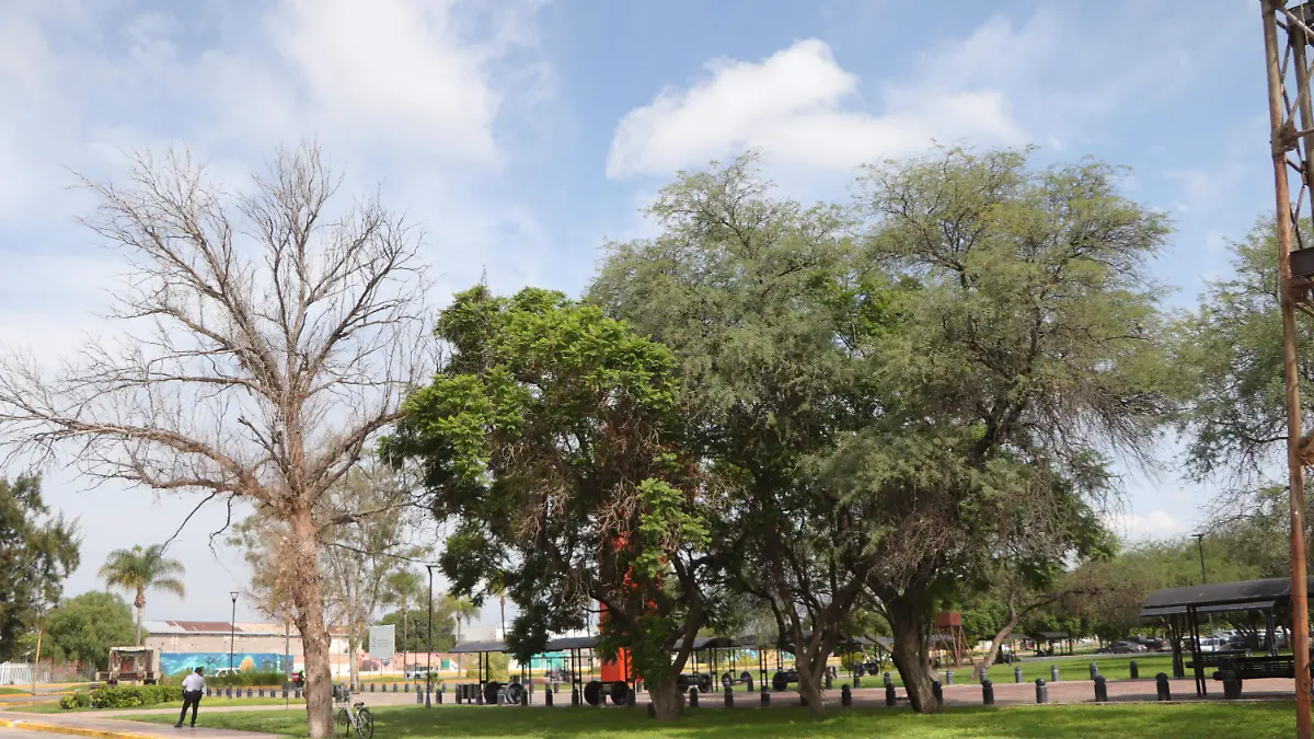 ARBOL (3)