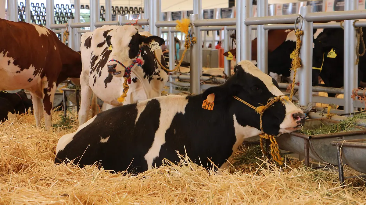 GANADO, VACAS, CAMPOS (1)