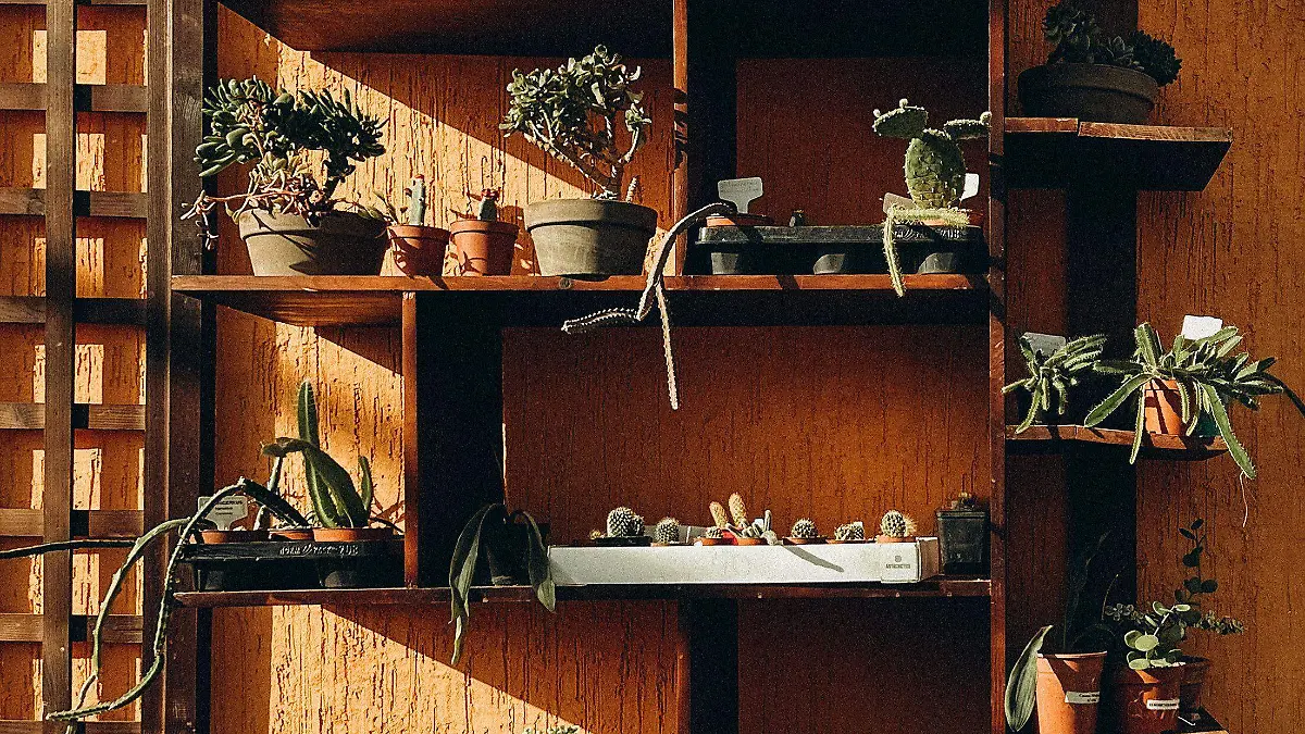 pexels-aldiq-11885892