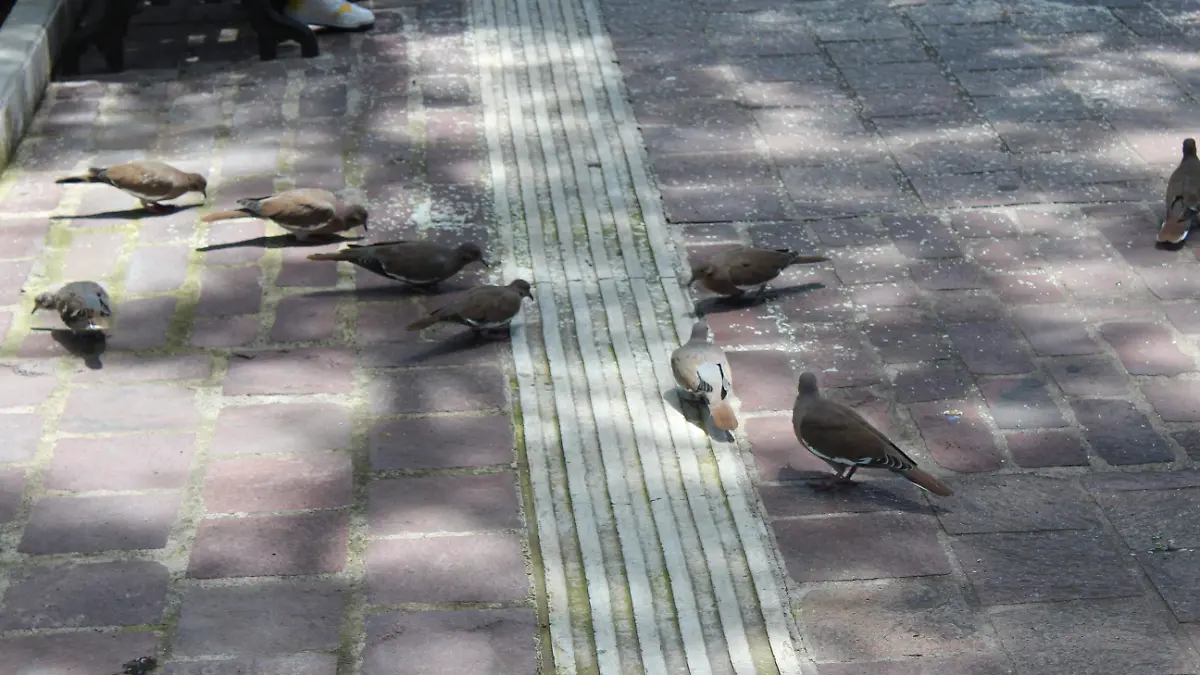 PALOMAS (4) (1)
