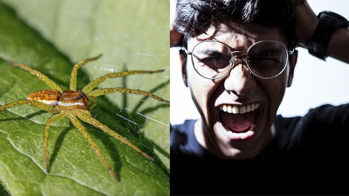 INSECTOOO