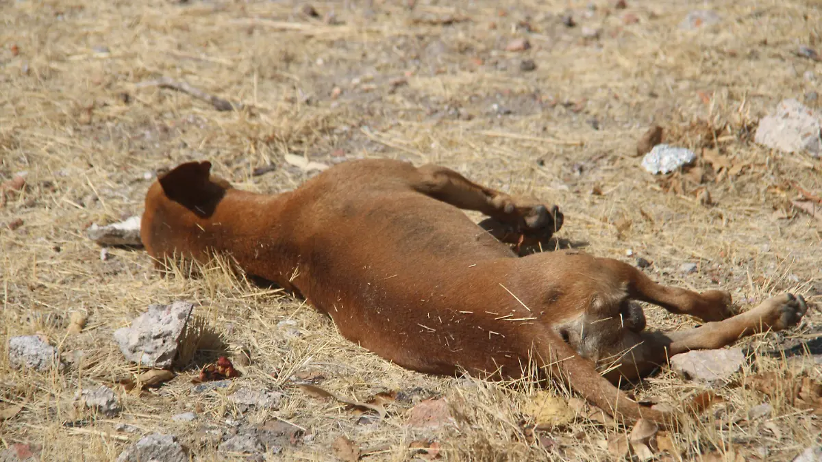 ANIMALES 1