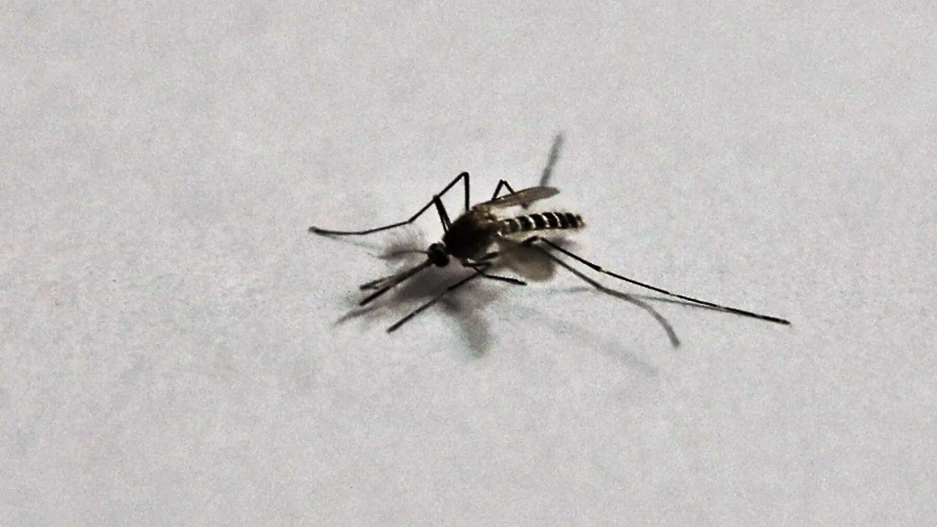 dengue