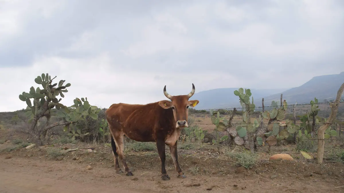 FCARMONA_SIEMBRA_ZONA_SUR