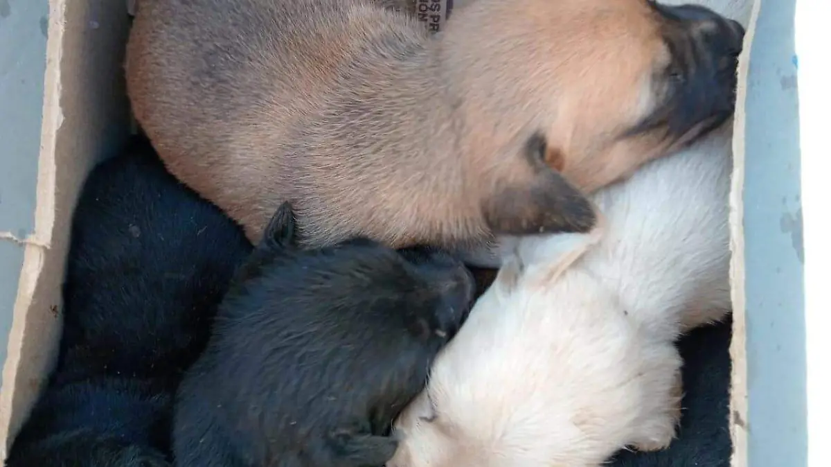 6 cachorros en una alcantarilla