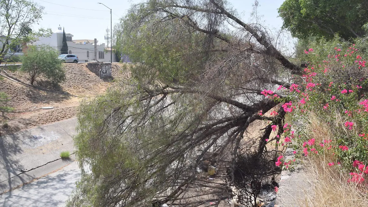 Se caen árboles del Malecón en León