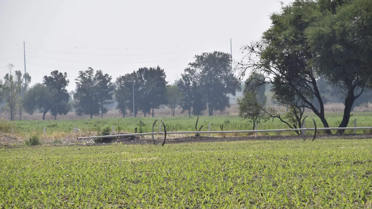 Cultivos en Guanajuato