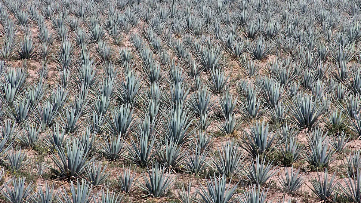 FCO MEZA - AGAVE (12)