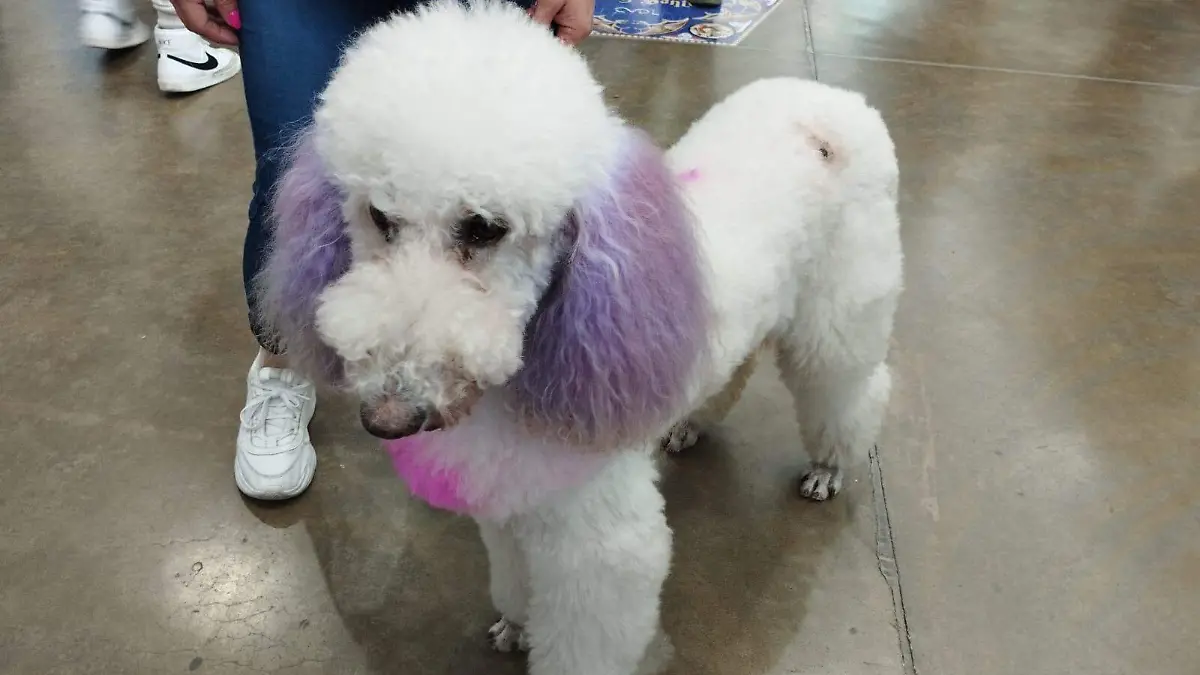 19c06e02-f939-48b7-a331-d9661b6dd370