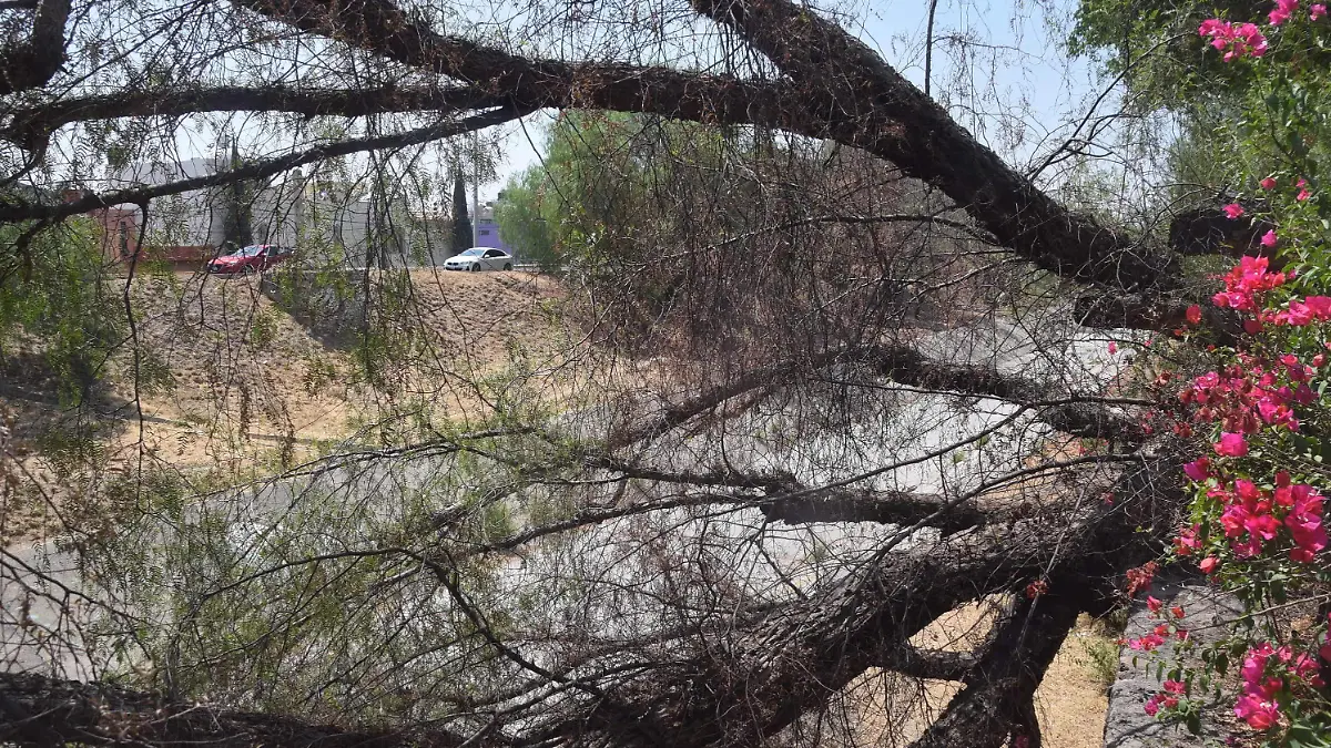 Se caen árboles del Malecón en León