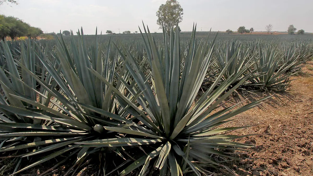 FCO MEZA - AGAVE (8)