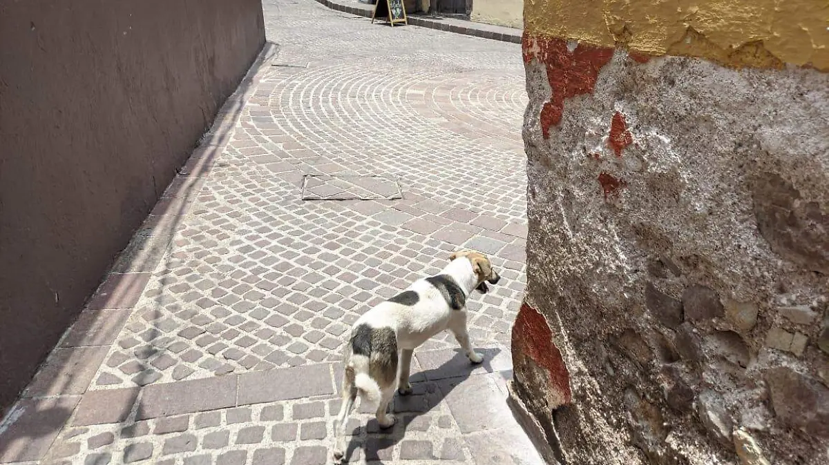 CONCIENTIZA CECAA SOBRE ESTERILIZAR A PERROS Y GATOS5