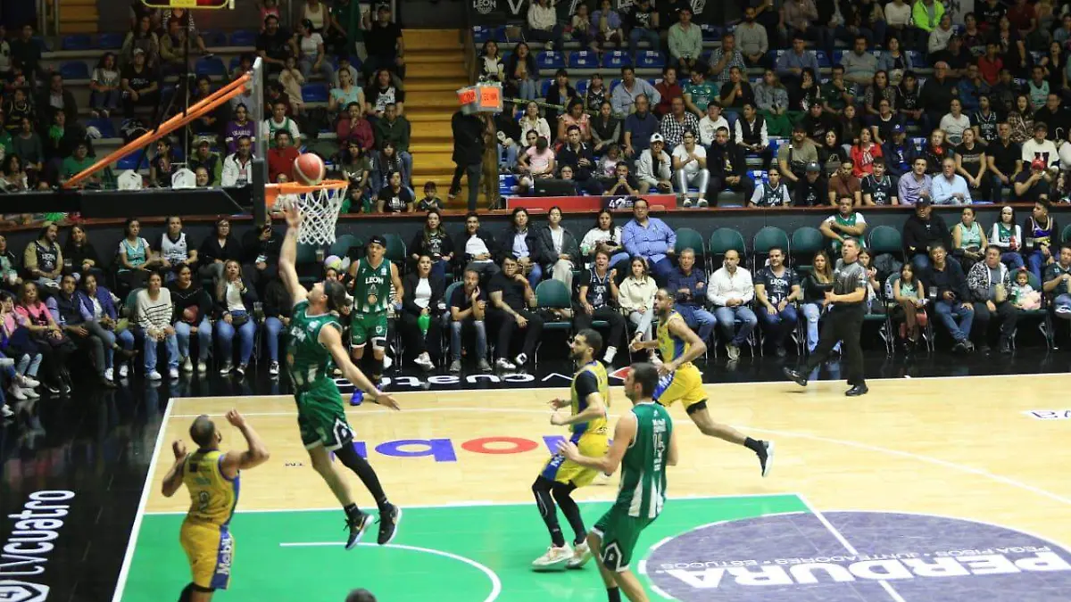 abejas de leon fotos jpg sol de leon liuis moreno (7)