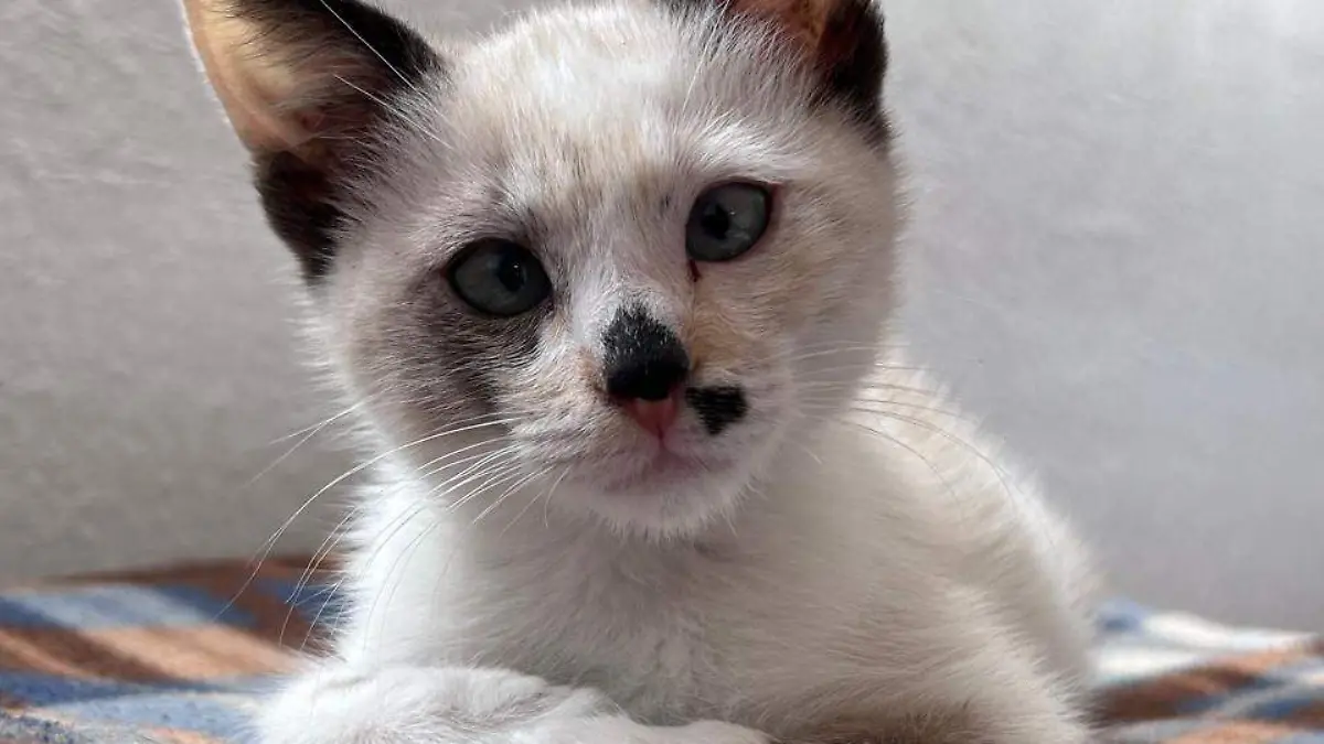 Image 2024-06-27 at 3.00.33 PM