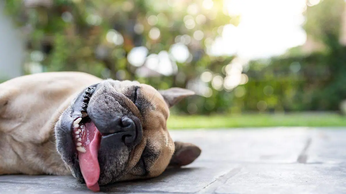 Diseño sin título (6)