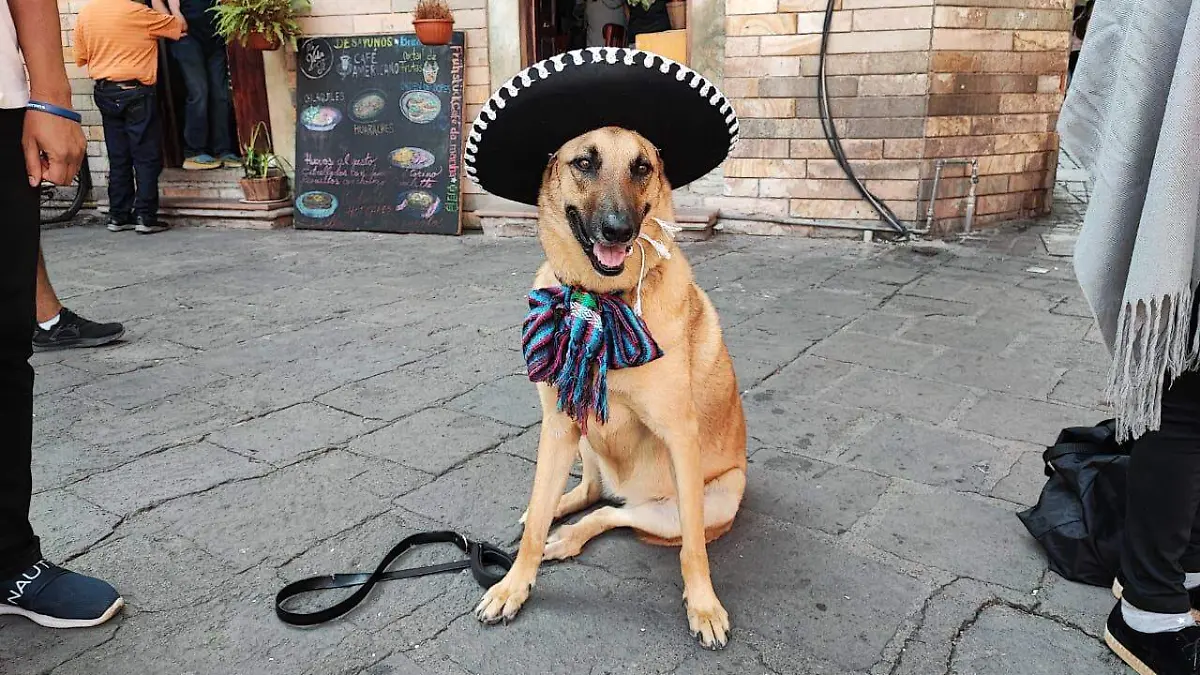 CONCIENTIZA CECAA SOBRE ESTERILIZAR A PERROS Y GATOS7