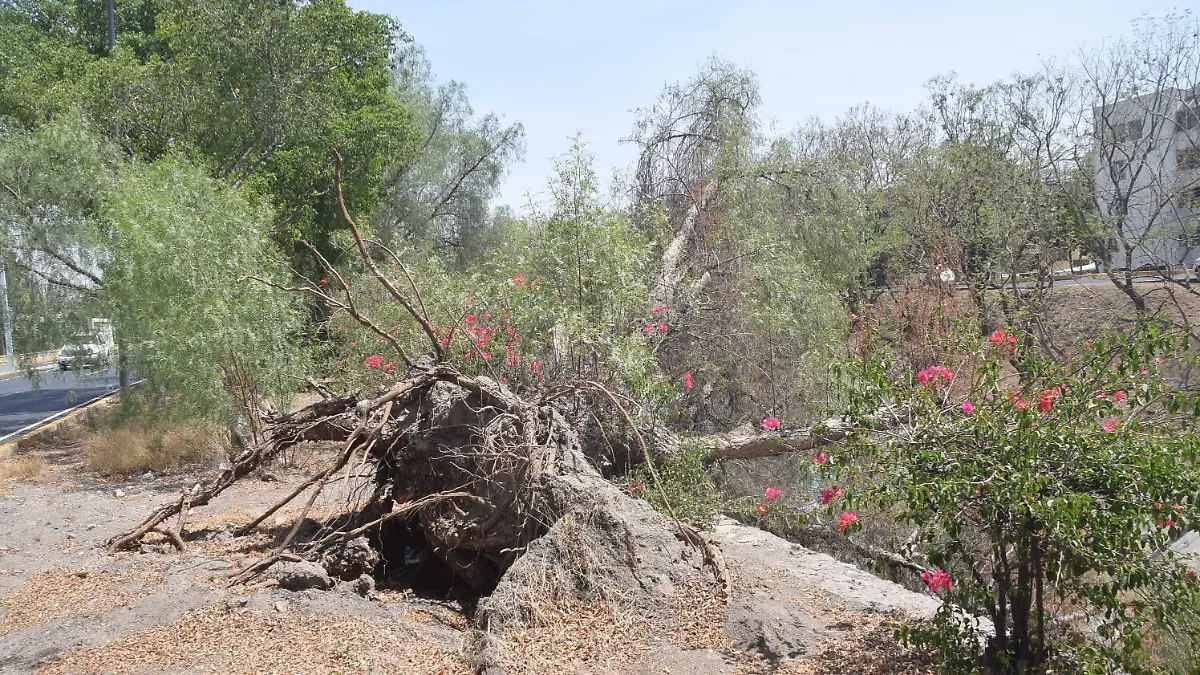 Se caen árboles del Malecón en León