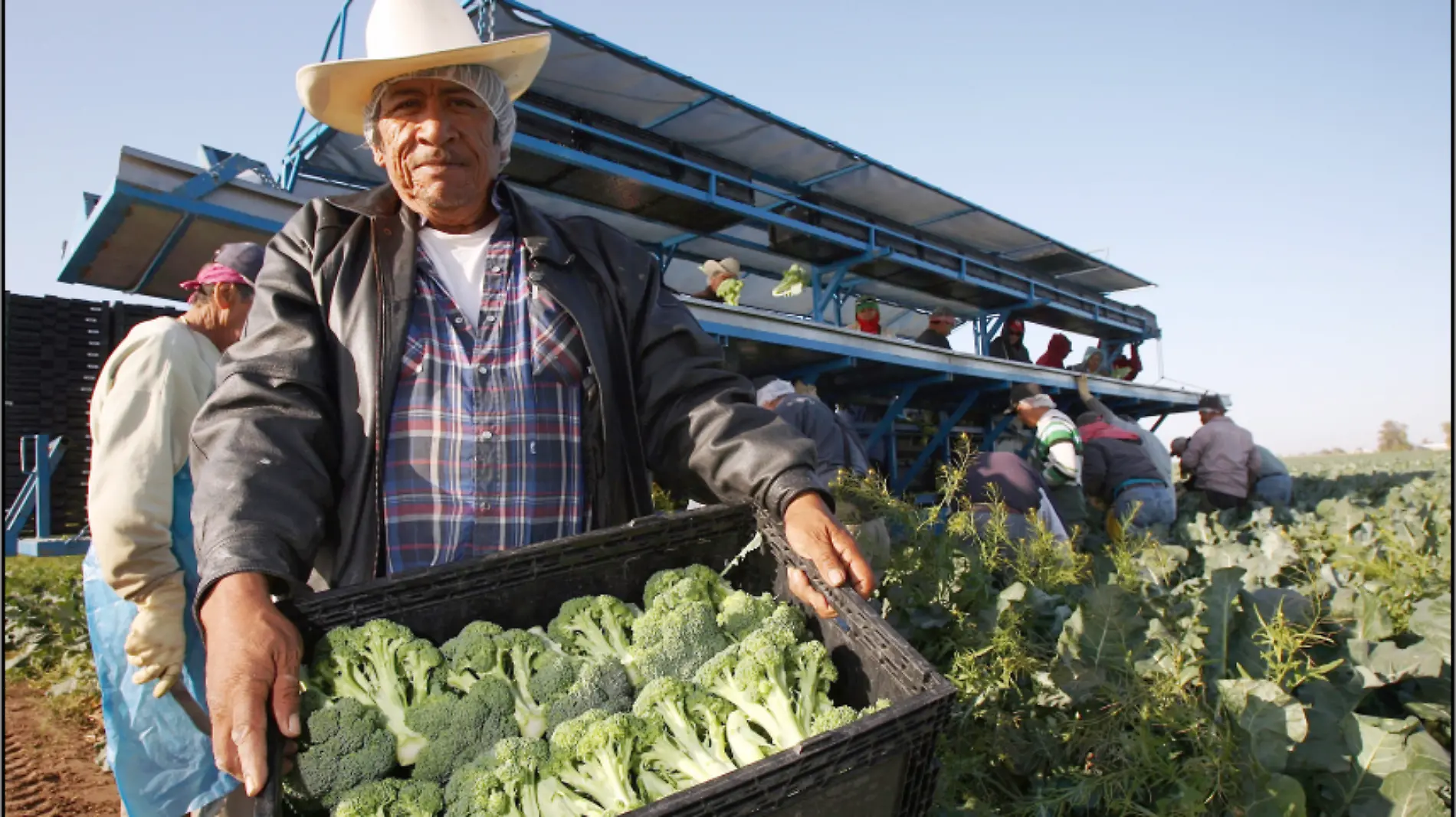 produccion-de-brocoli