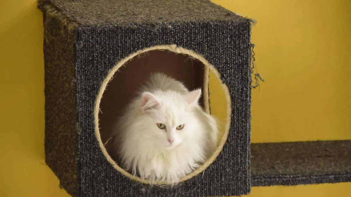 Gatos _ RICARDO SÁNCHEZ  (3)