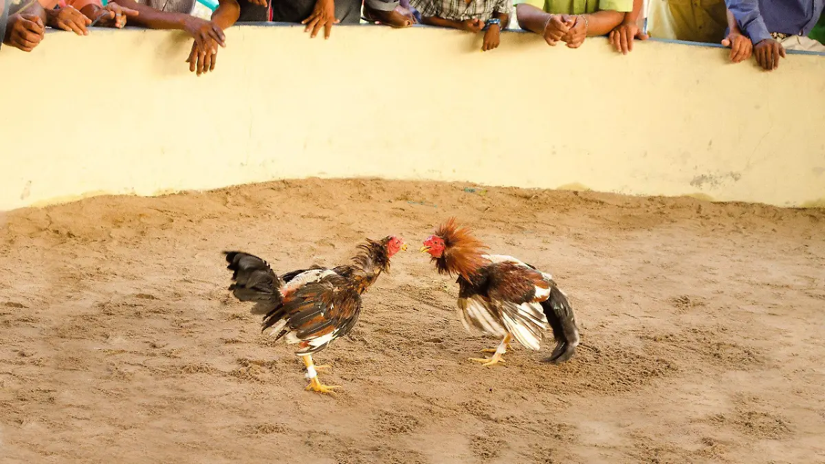 2560px-Tradicional_Pelea_de_Gallos