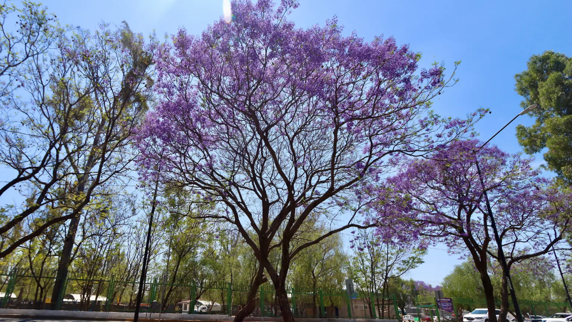 JACARANDAS