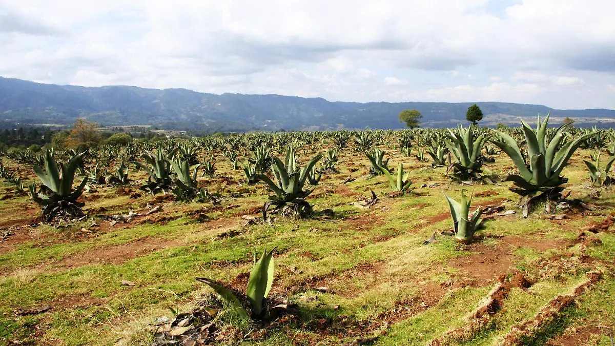 tequila-exportacion-guanajuato