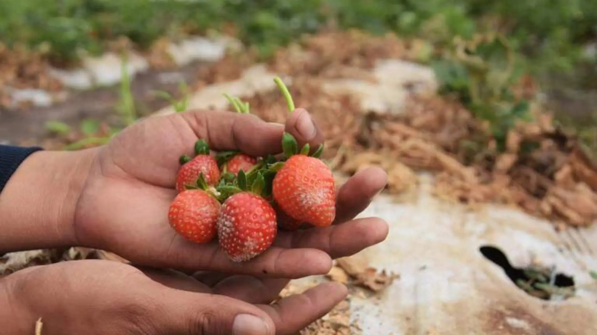 cultivo-de-fresa-guanajuato