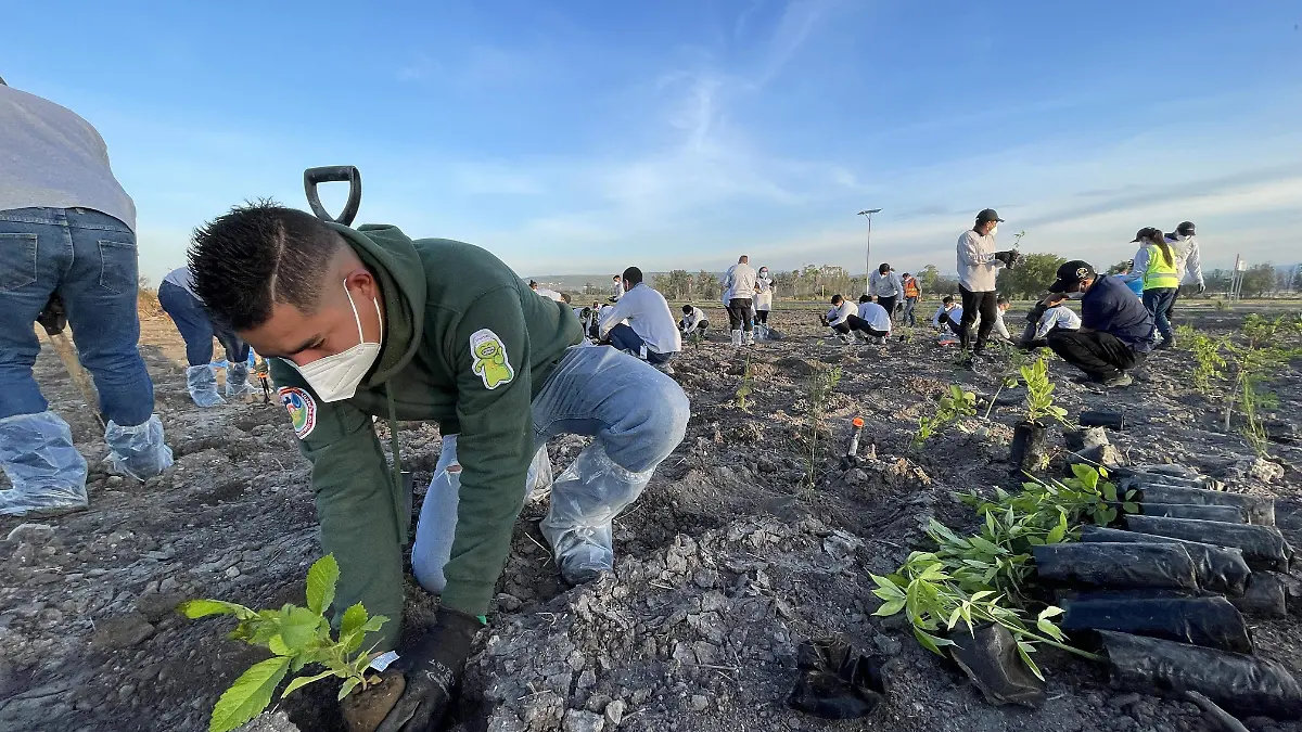 TOYOTA-Guanajuato (2)