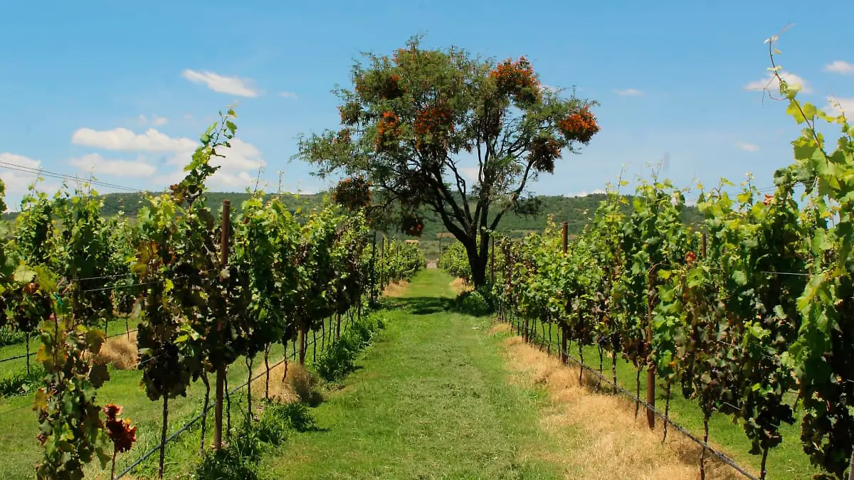 GUANAJUATO_TIERRA_VINOS