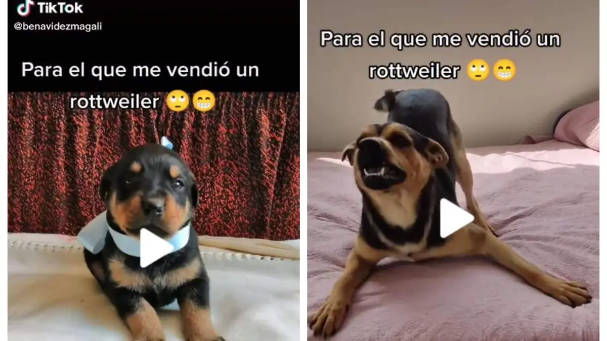 perro-rottweiler (2)