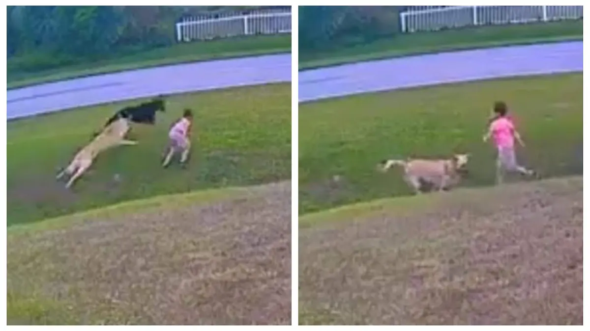 Perro-defiende-a-su-pequeño-amo (1)