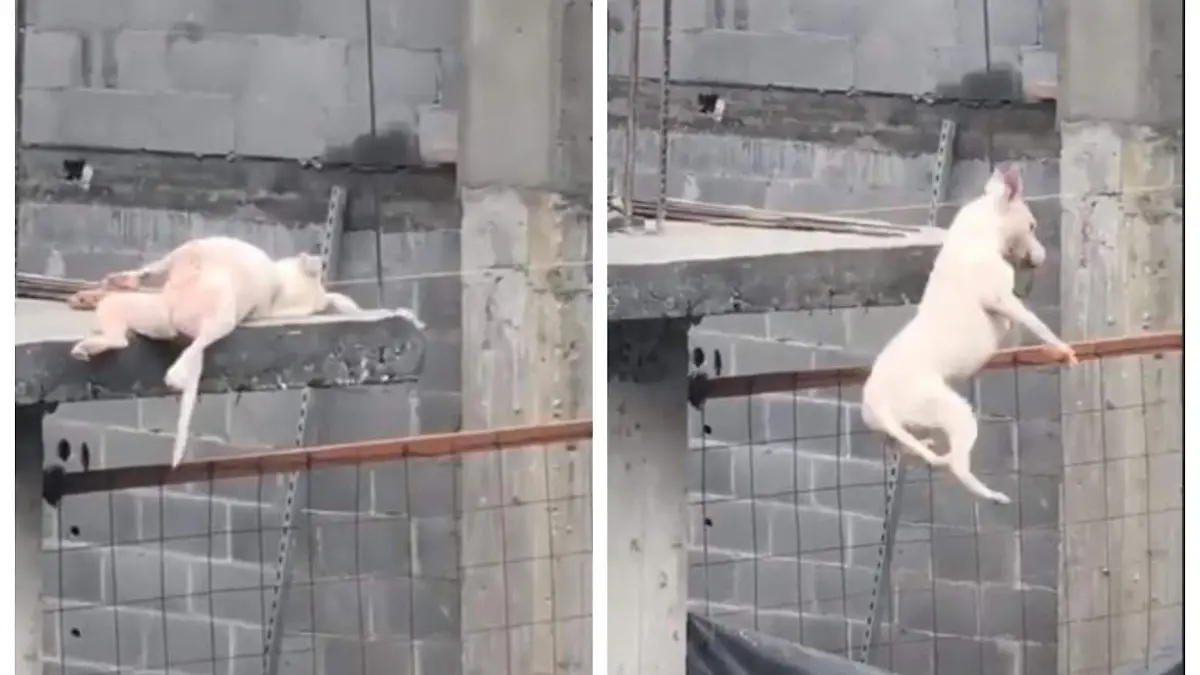 Perro-se-queda-dormido (1)