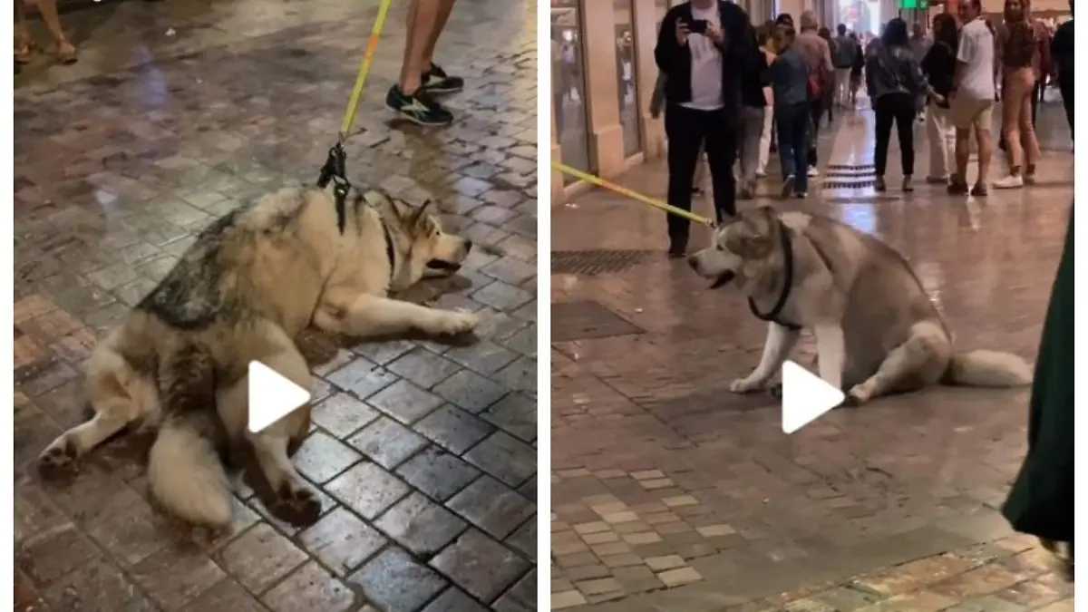 Perro-hace-berrinche  (2)