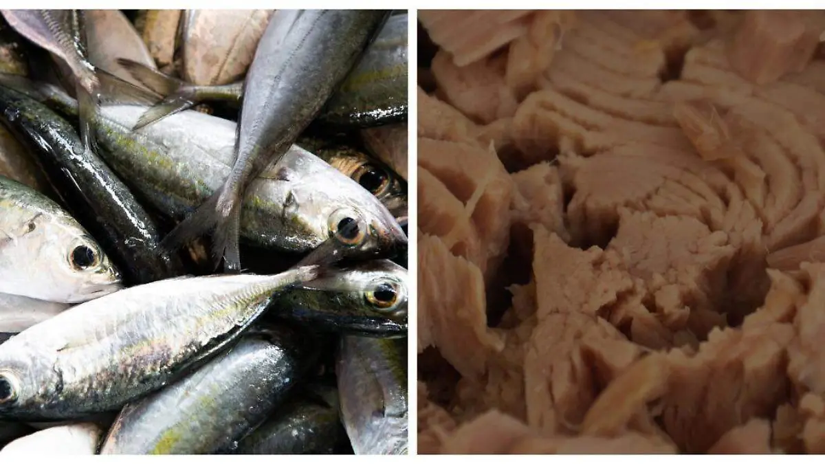 Peores-marcas-de-atun  (2)