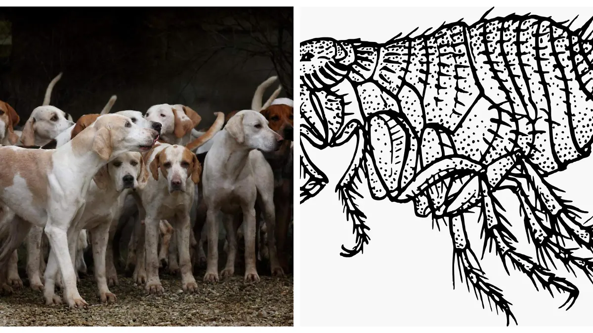 Mi-mascota-tiene-Pulgas (2)