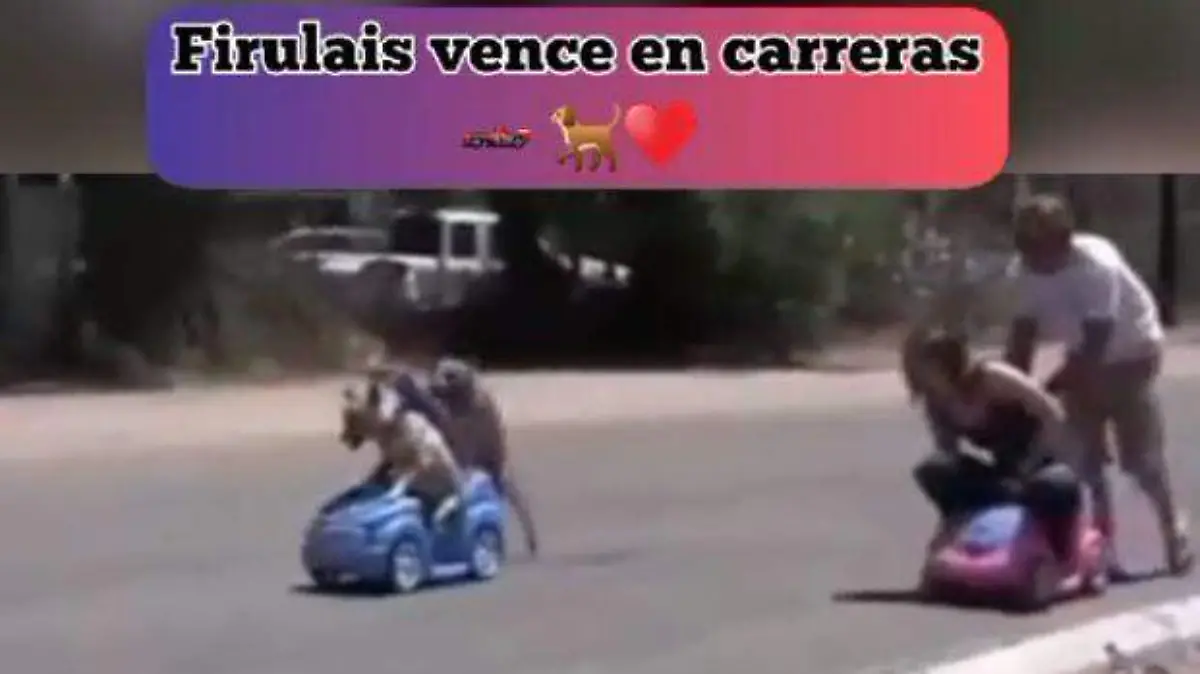 Humanos-y-perritos-juegan-a-las-carreritas (2)