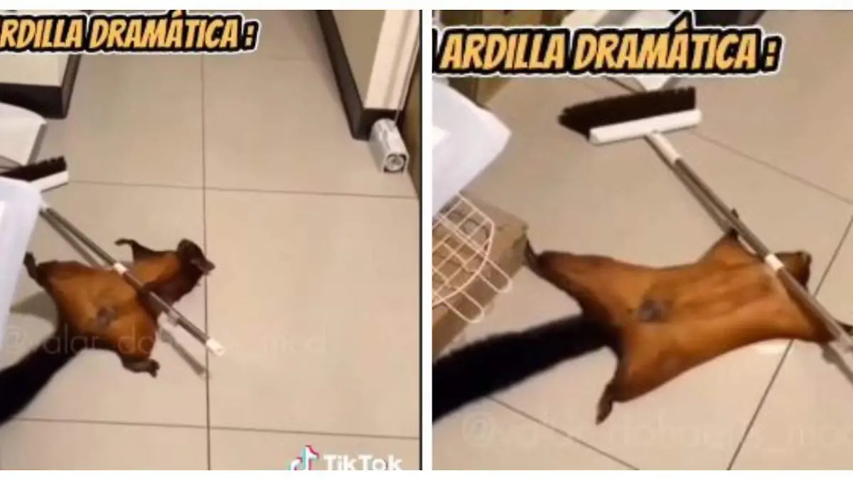 Ardilla-dramática-es-grabada (3)