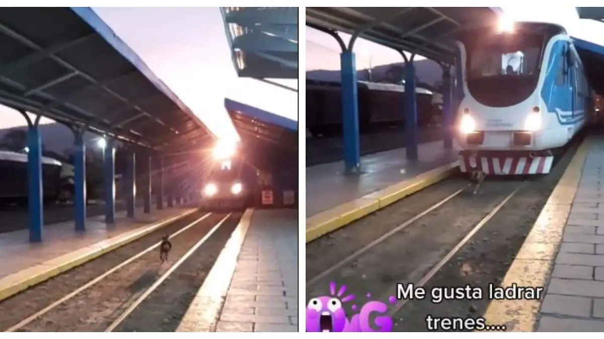 Perro-se-juega-la-vida (3)