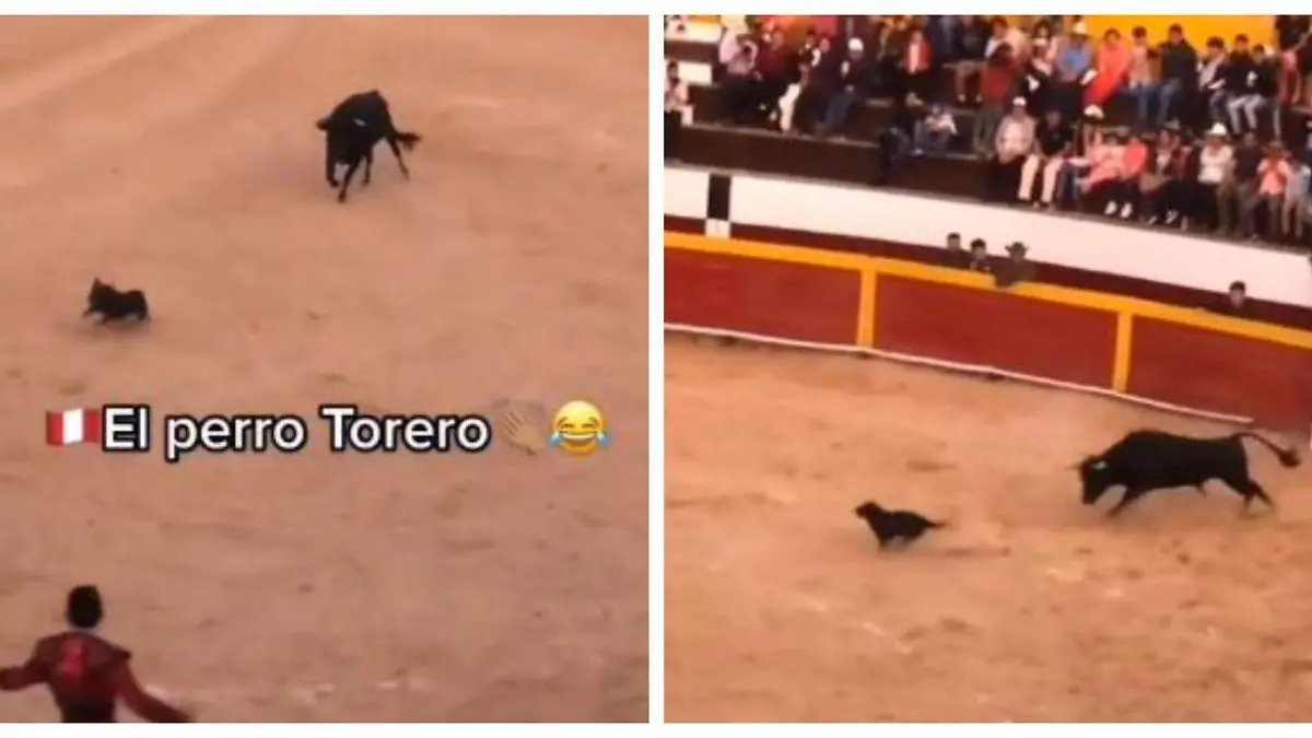 Perro-hace-show  (3)