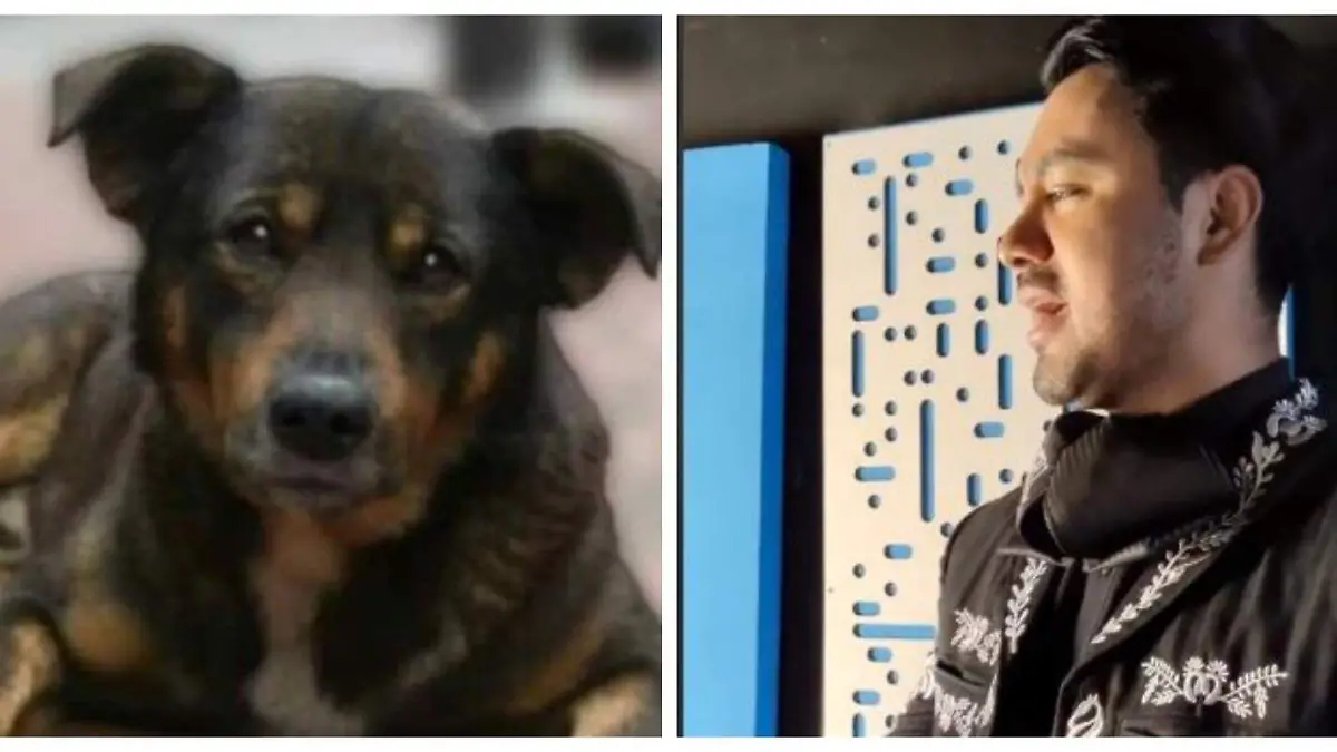 Mariachi-canta-versión-canina  (2)