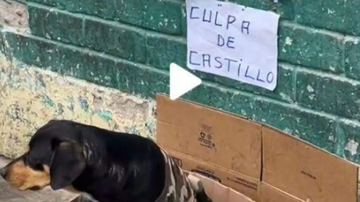 Se-aprovechan-de-Perro (3)