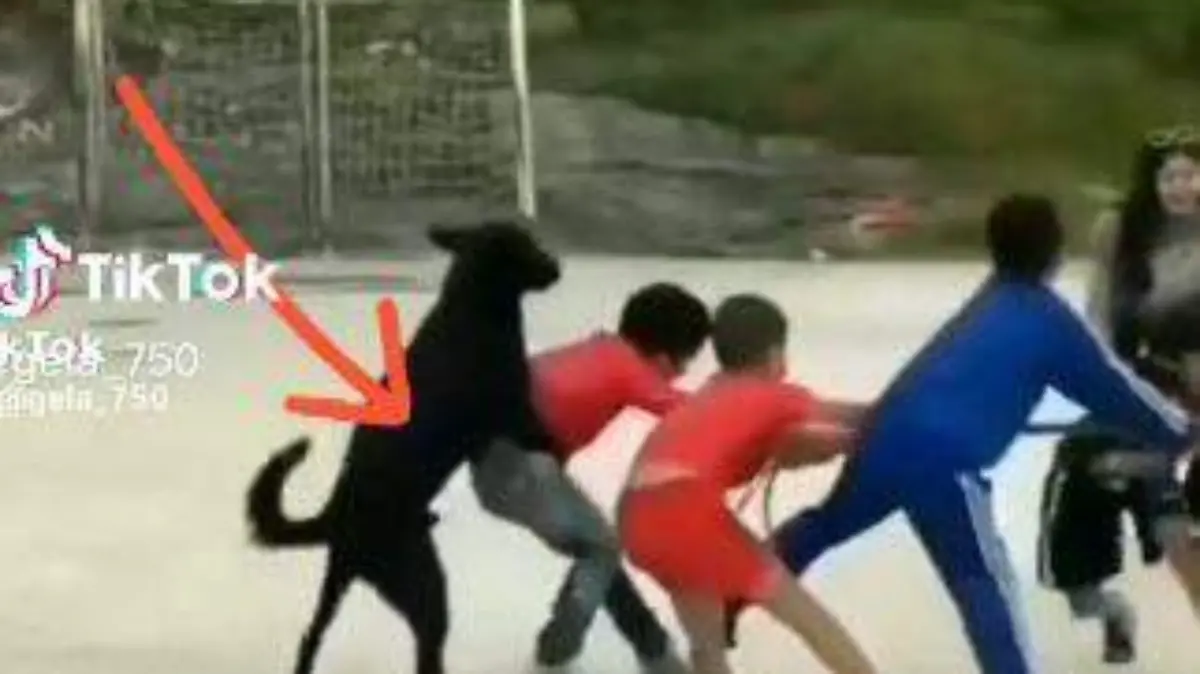 Perro-juega-con-niños (3)