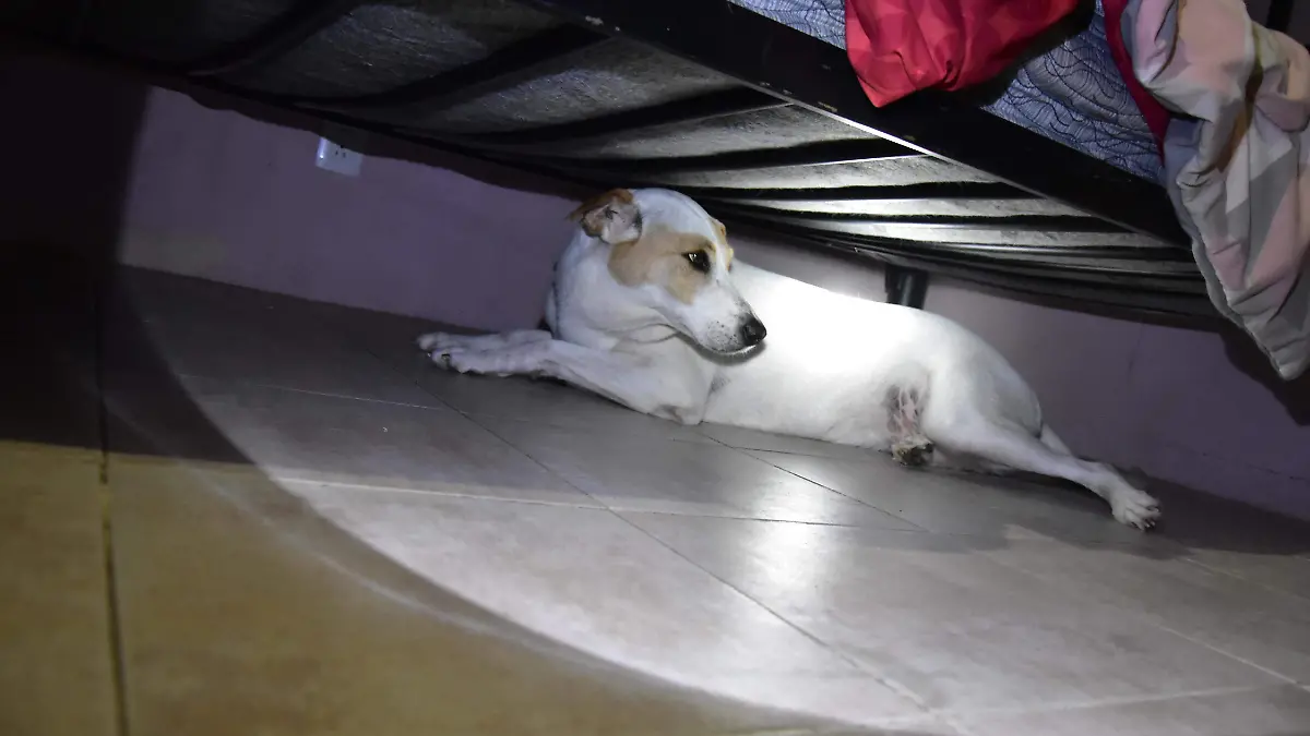 chinches-a-tú-casa (3)